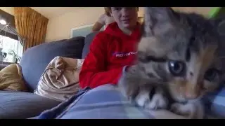 IttyBittyGoProKitties