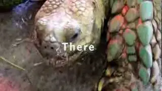 Galapagos Islands with Celebrity