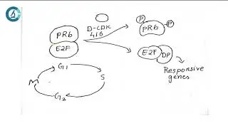 ROLE OF RETINOBLASTOMA PROTEIN IN CELL CYCLE REGULATION#cellbiology#cellcycle#csirnetlifesciences