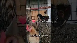 ESTAS SON GALLOS Y GALLINAS FINAS SON DE LAS PEQUEÑAS Y SON UN AMOR TENERLAS😍