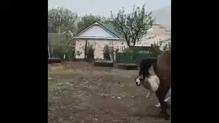 los amigos