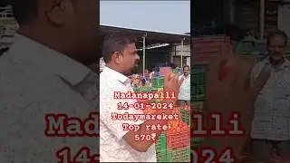 14-01-2024 Madanapalli Tamota mareket price today || today mareket rate in Madanapalli 