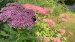 Garden coach's fall tips for your Massachusetts yard