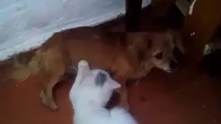 Собака приютила котенка