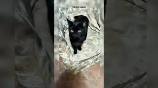 Мяу за мясо!!! #жизнькота #cat #приколыскотами #shorts