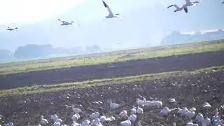 Skagit Valley - Mount Vernon, WA Snow Geese