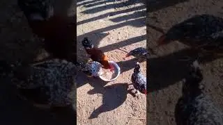Бентамки