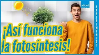 ☀️🌳¿Sabes qué es la FOTOSÍNTESIS?☀️🌳 | Experimentos