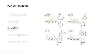 Polymerase Chain Reaction (PCR)