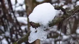 ПРИРОДА ПЕРЕД НОВЫМ ГОДОМ #1