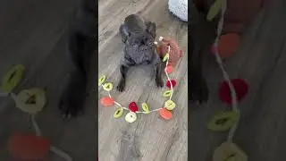 French Bulldog Reviews The Chicken Snuffle Toy