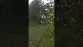 Прогулка #вео #собака #животные
