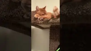 Cattree explained