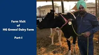 HG Grewal Farm Tour - Village Cheemna, Jagraon, Punjab