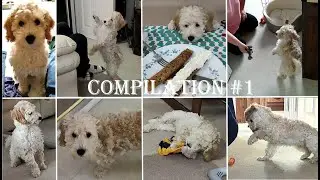FIDO'S COMPILATION #1 | 2 months old poodle | Life of pet Fido
