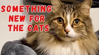 My Rescue Cats are Going to Love this