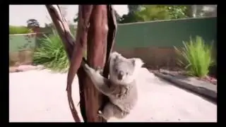 Обнимашки у коалы большой котяшки)