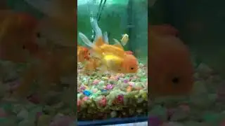 Colorful fish 