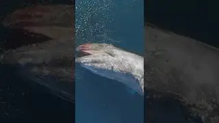 Death into Life 🖤 When a whale dies at sea it becomes food for thousands of creatures 