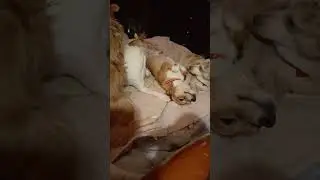 Амалия.