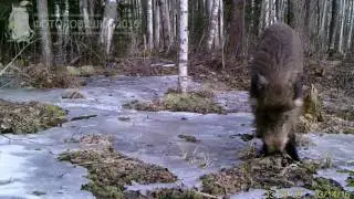 ID1402/Нижне-Свирский природный заповедник/Копытные/Молодой кабан в весеннем лесу