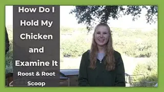 How to Hold and Examine Your Chickens | Roost & Root