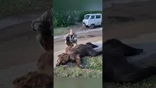 Не для забавы ради! #россия #медведь #якутия