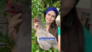 Синь-синь-дянь