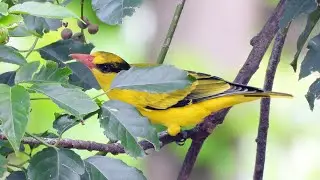 坎頂鄉的黃鸝Oriolus chinensis  （2024 11 11）