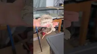 MIND-BLOWING Expert Handles Pet Rattlesnake!