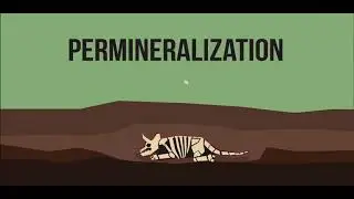 How Dinosaurs Fossilify -  Animated Short
