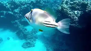 #snorkeling #redsea #egypt Snorkeling in red sea december 2019