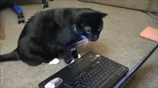 Our Cat Reacts to Porn