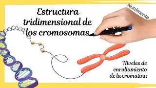 Estructura Tridimensional de los Cromosomas - [Niveles de enrollamiento de la cromatina]