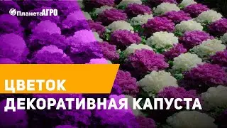 🤭 Семена цветов Капусты декоративной 🌿  Выращивание декоративной капусты с Планета Агро