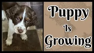 Puppy is Learning and Growing Fast!