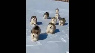 kısa videolar