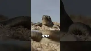 Невозможное путешествие детёнышей черепах! 🐢🌊😭 