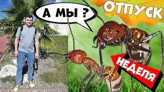Муравьи неделю без присмотра! Живы или нет? И как убраться в муравьиной ферме.