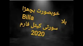 Billa from Surti Cattle Farm for Qurbani Season 2020