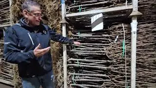 Tree Hydrangeas bareroot graded