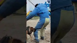 💥Mondioring. Escorting the offender. Malinois training. #COMPANIONUKRAINE Odessa Ukraine