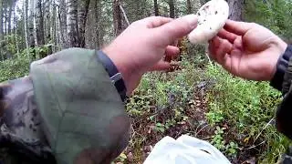 ИЗОБИЛИЕ ГРИБОВ ГРУЗДЕЙ СКРИПУНОВ/ СКРИПУХА/МОЛОДЧАЙ/ABUNDANCE OF SKREWERS'S MUSHROOMS
