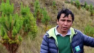 REFORESTACION FINAL