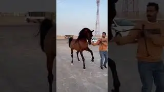 CABALLOS ARABES | ARABIANHORSE | RECOPILACION