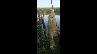 Удачная рыбалка!  Лосихинское озеро ВКО