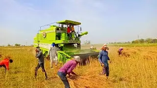 Combine harvesting video | kartar 4000 | सरसो की कटाई | secret village #combine #harvesting