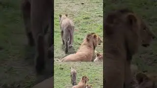 Львица Герда егоза. ПАРК ЗЕМЛЯ ПРАЙДА 🌿 #животные #zoo #lion