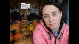 Урожай тыквы. Хватит всем!