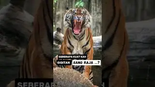gigitan harimau #tiger #spesies #wildlife